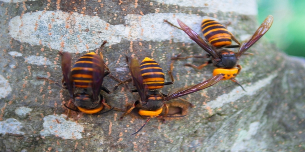 スズメバチの巣撃滅 駆除エサタイプの効果と口コミ